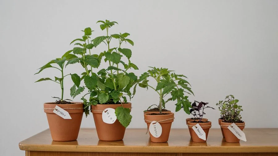 Jardinería urbana en balcón