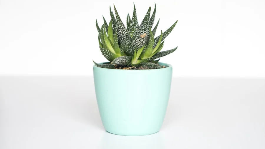 Plantas de interior resistentes al calor en México